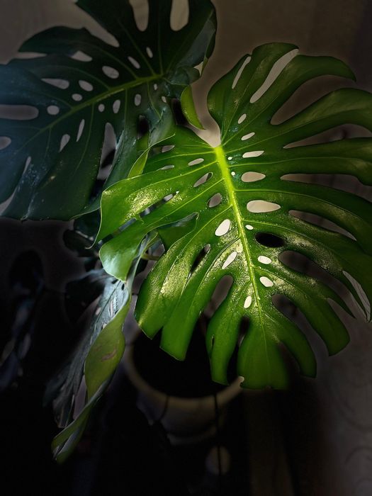 Продаю королеву домашних джунглей — Монстеру!