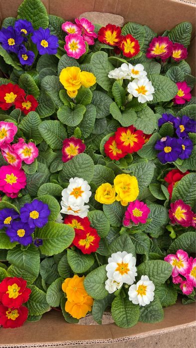 Mavsumiy gullar primula