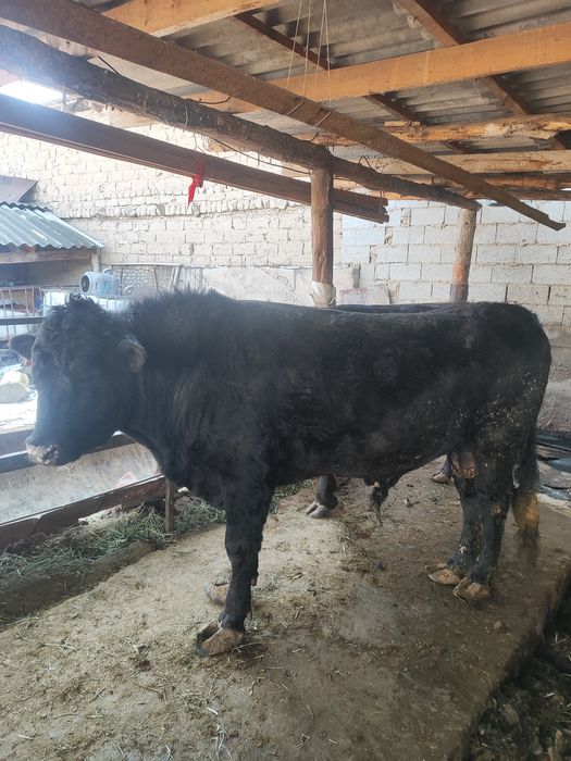 Продаются бычки ангус