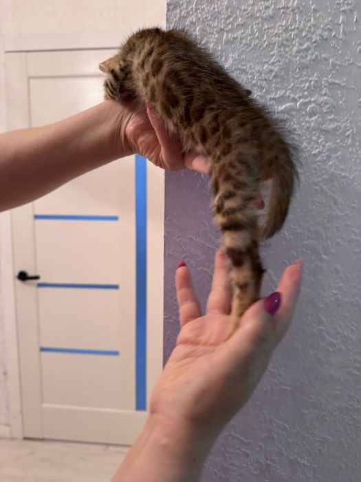 Красивые котята леопарды бенгалы