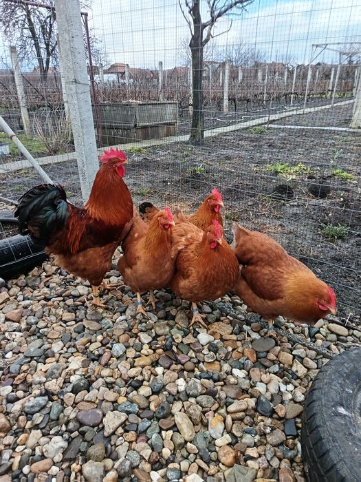 Familie gaini new hampshire