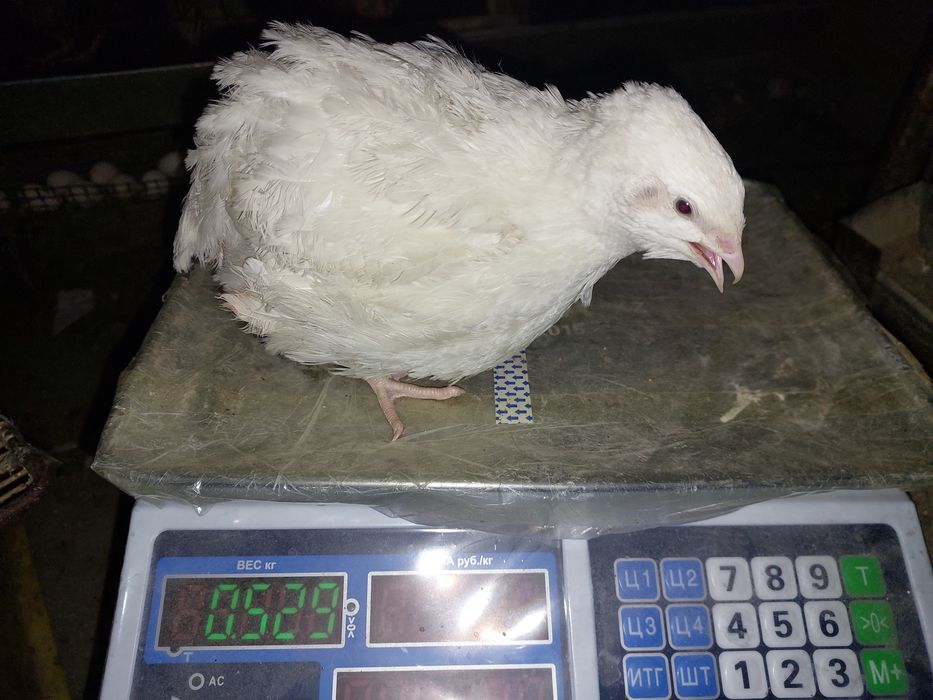 Кеклик и  перепела манжур и техас