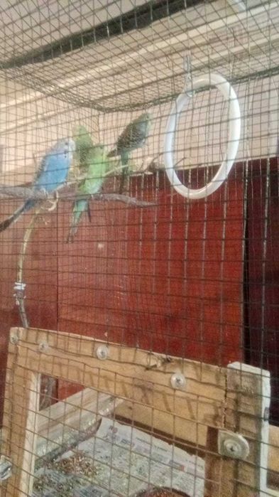 Попугаи волнистые