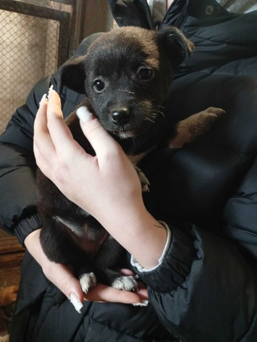 Отдадим щенков в доброе руки