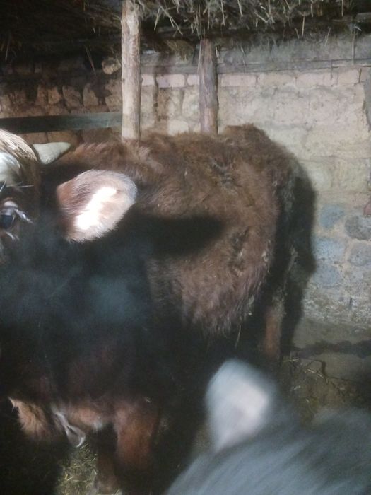 Откорм телятины в продаже