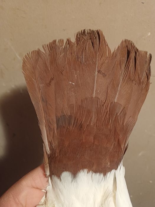 Голуби бакинские