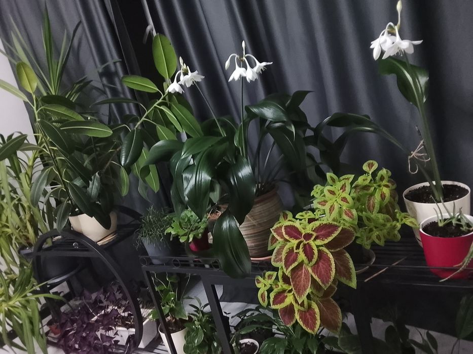 Комнатные растения. Распродажа.