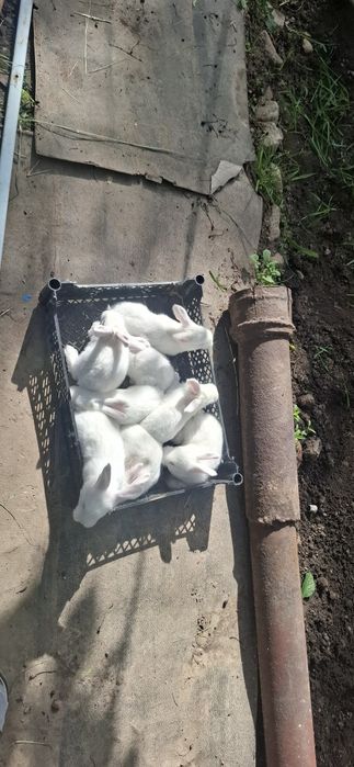 Крольиха с крольчатами