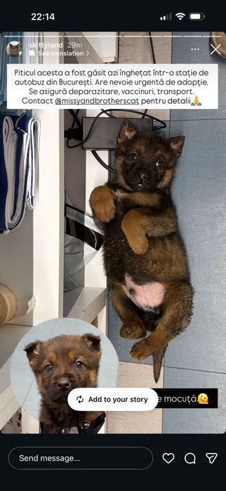 Catei pentru adoptie