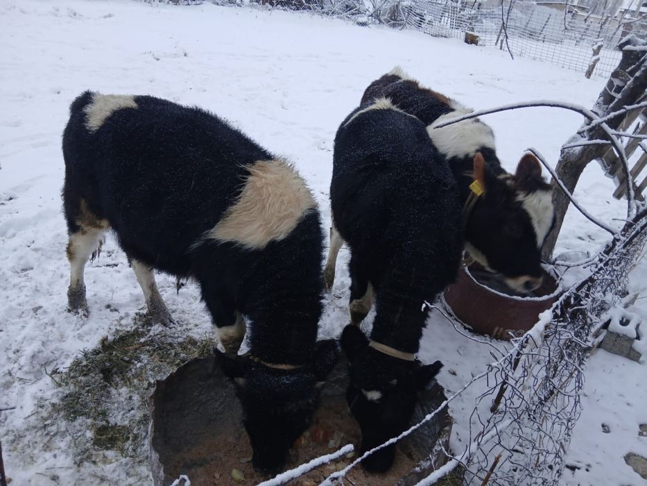 2 сиыр буаз,3 бұзау