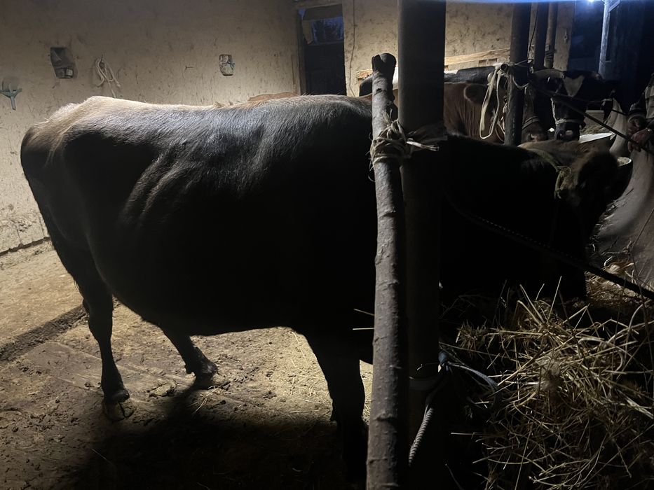 Стеленная корова