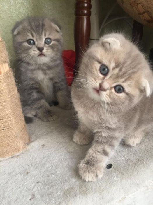 Котята чисто кровные