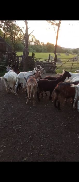 De vânzare 14 capre cu lapte și 6 sterpe iede de anu trecutși doi țapi unu alb și unu negru de un an.Mai multe detalii la număru de telefon vă aștept.