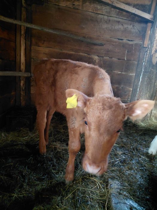 Продам тёлочку 2 месяцев