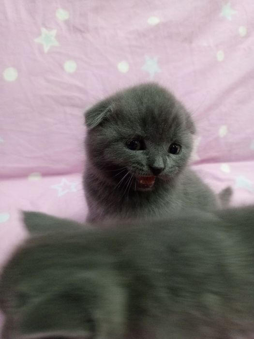 Шотландские котята