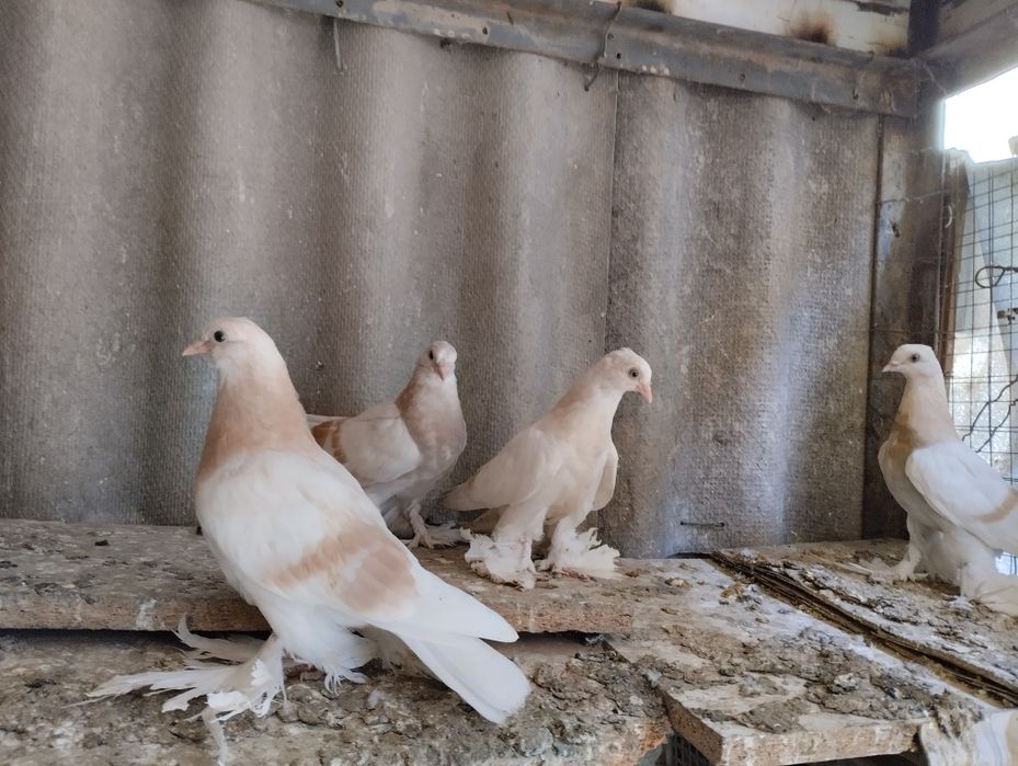 Голуби домашние .