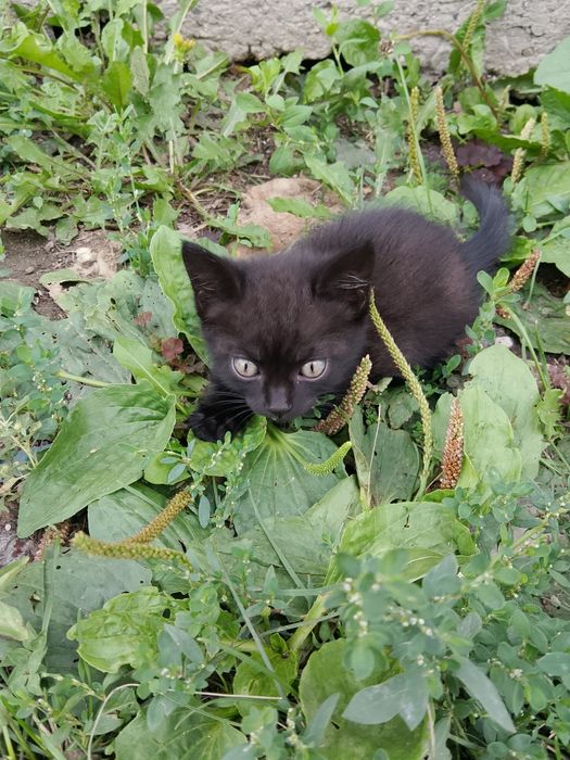 Отдам котят даром