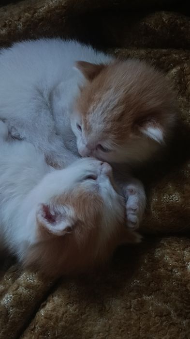 Котята, отдам в хорошие руки