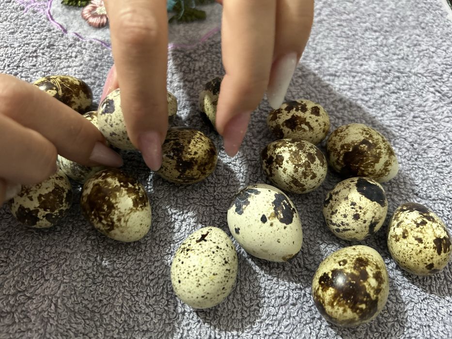 Vand oua de prepelita