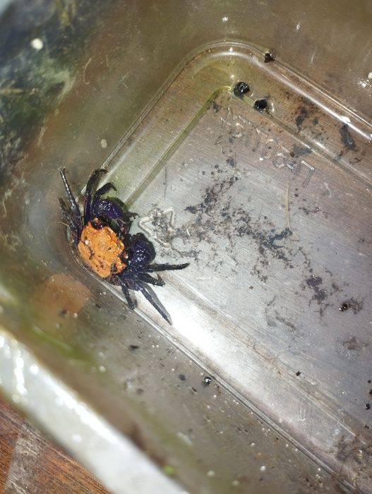 Флорариум с крабом