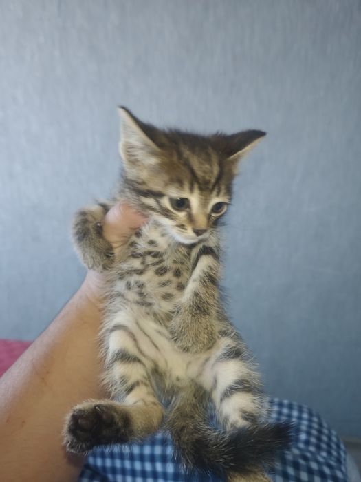 Отдам котят в добрые руки