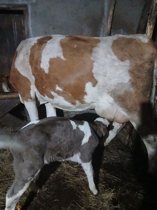 Vând 1 vaca din 2 bucăți la alegere 0745557326