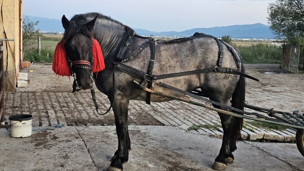 Iapă, manza tânără de 2 ani si 3 luni, sau pereche de mânze sure Sura ...