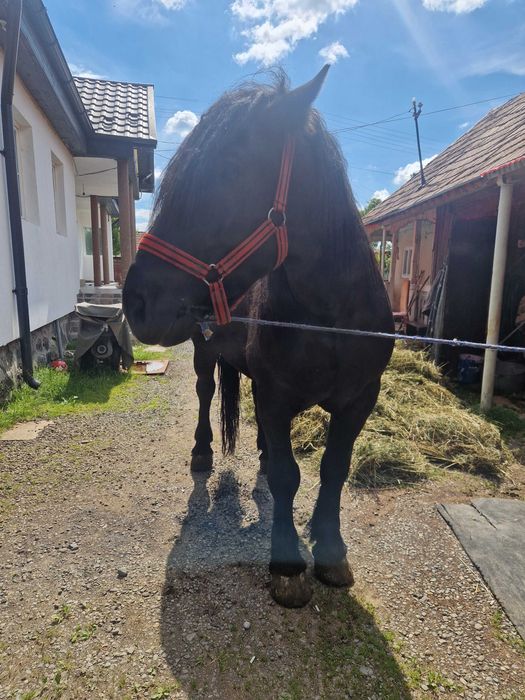 Cal semigreu de 4 ani