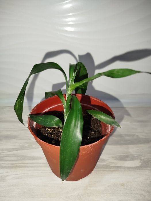 Dratsenna sanderra detkasi