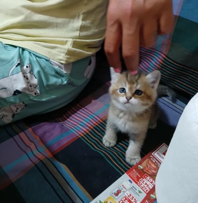 Сребърна чинчила