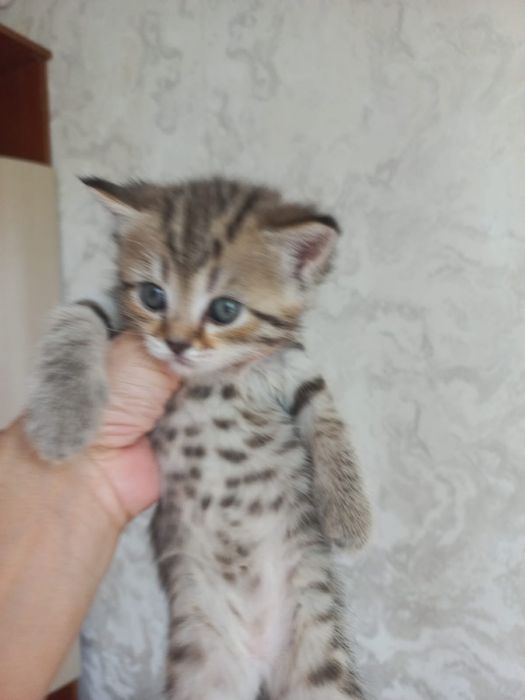 Отдам котят в добрые руки