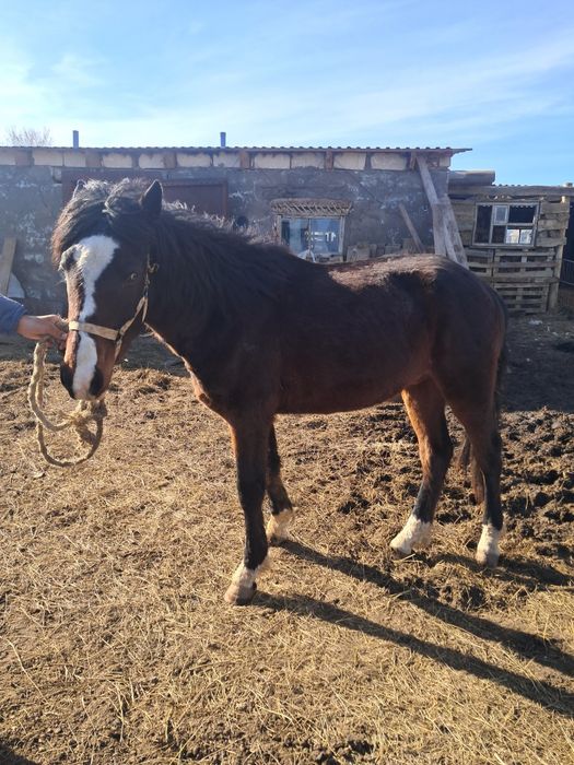 Кунан сатам мынгы