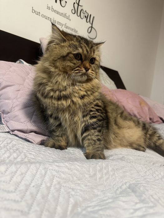 Британска дългокосместа