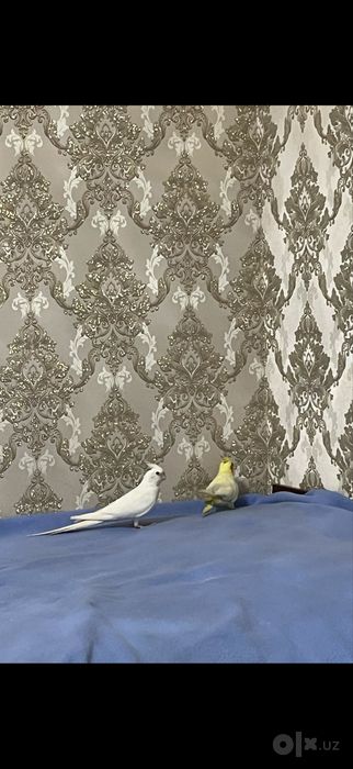 Каррела таййор пара