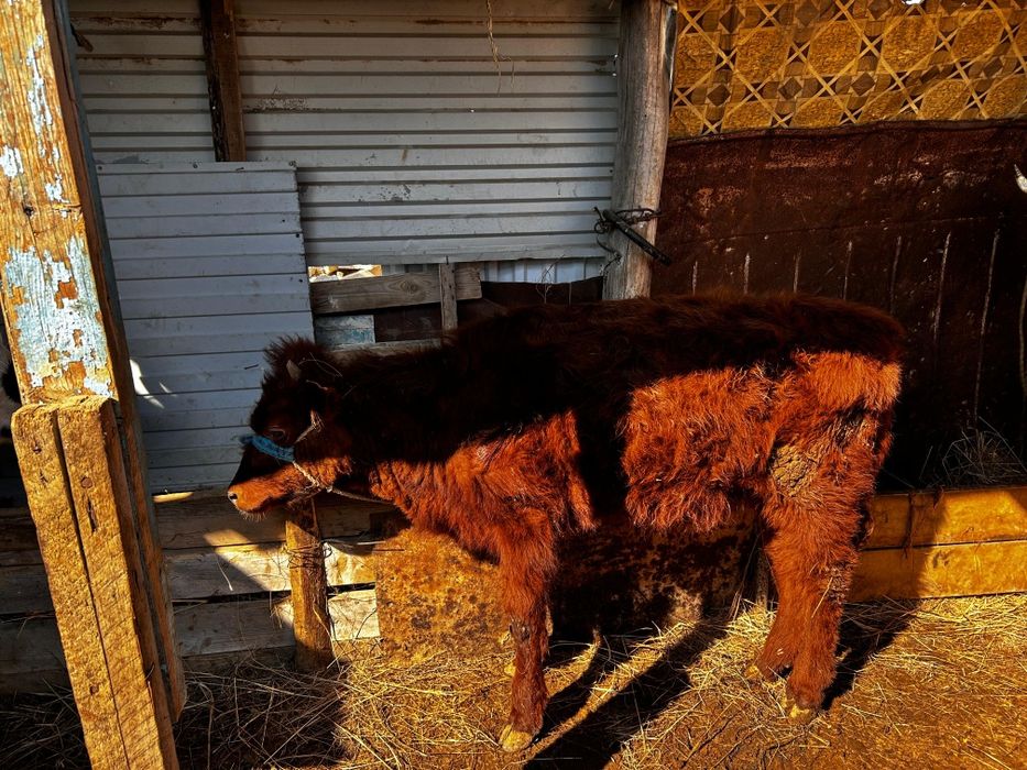 сиыр бузау кашар сатылады