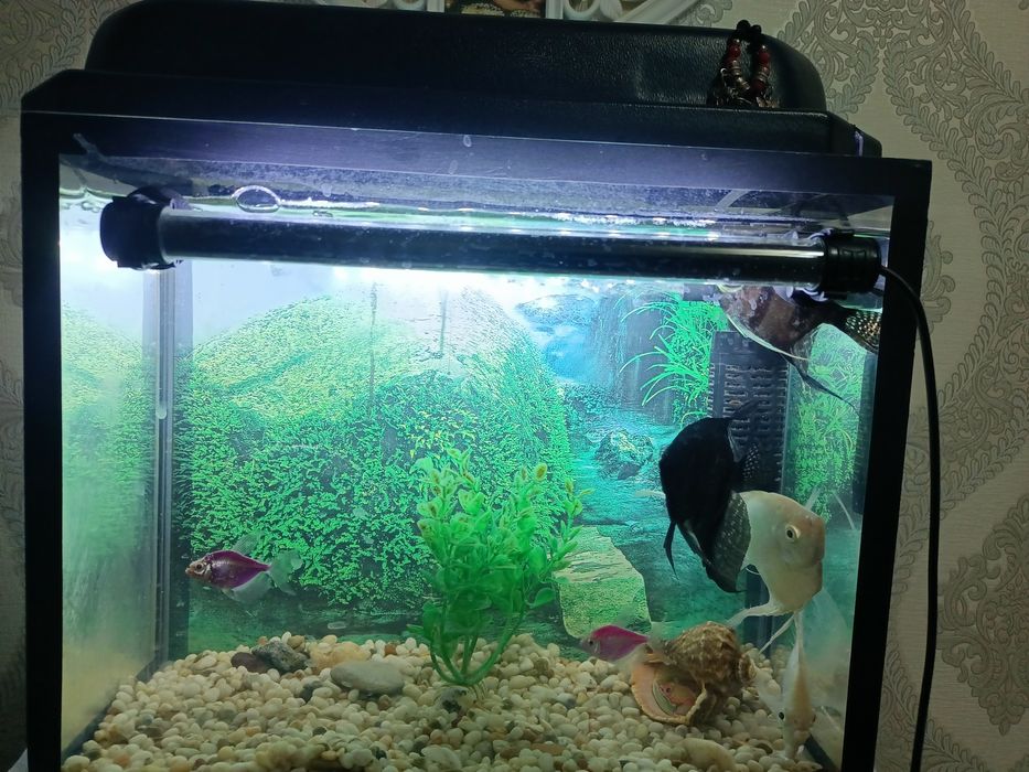 Продам аквариум 20 литров в отличном состоянии. В комплект входит всё