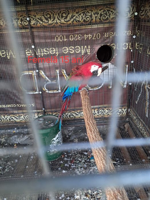 Pereche Ara Mascul și Femelă adultii