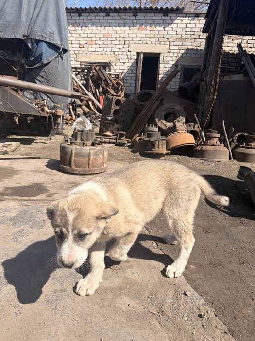 Щенок алабай/кангал