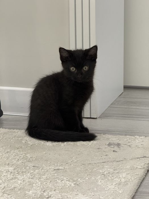 Котята в продаже