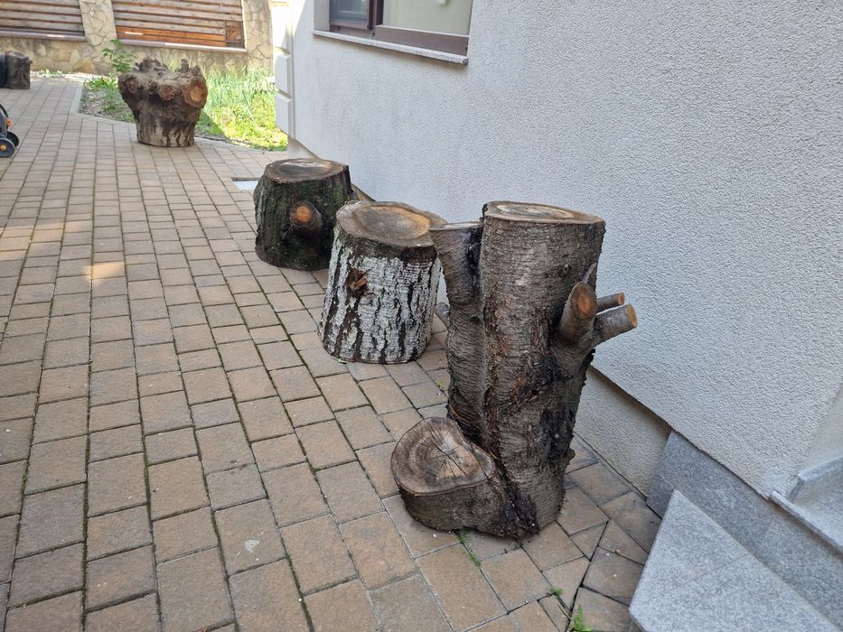 Rădăcină de cireș+ 5 butuci mari