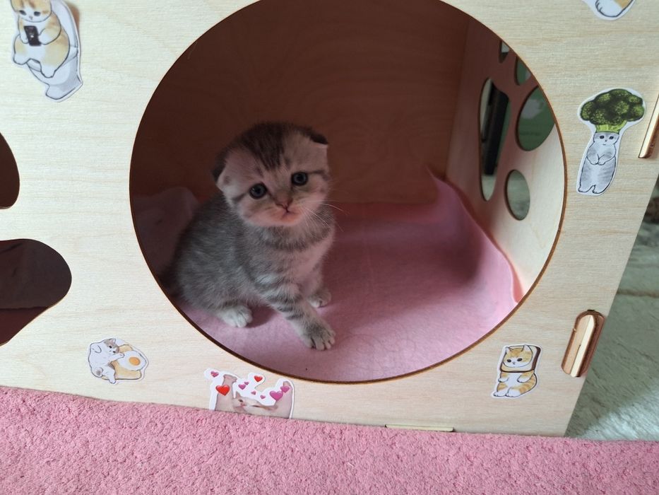 Продаем милых котят