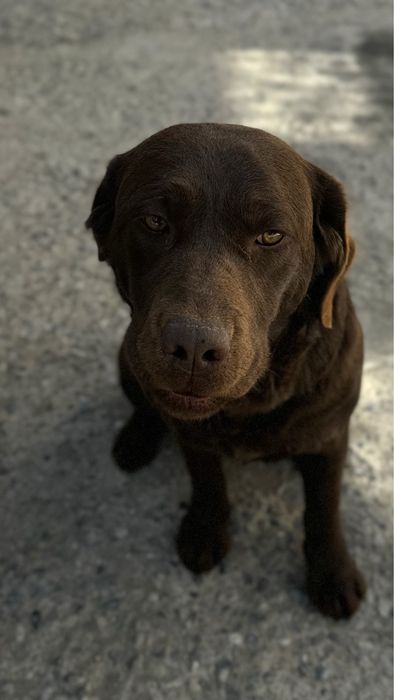 Собака лабрадор в хорошие руки