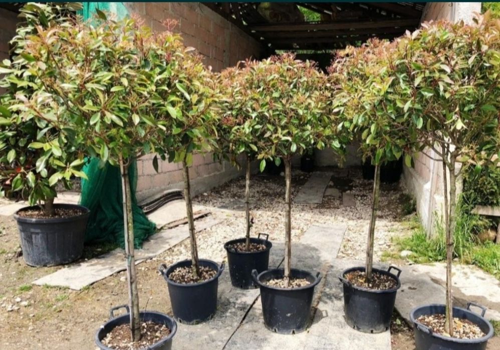 Plante ornamentale diferite specii și înălțimi