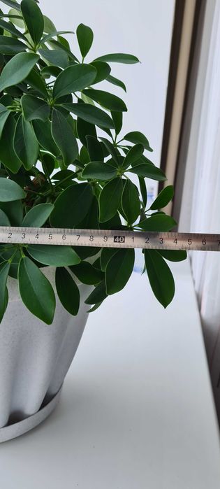 Домашний цветок шефлера