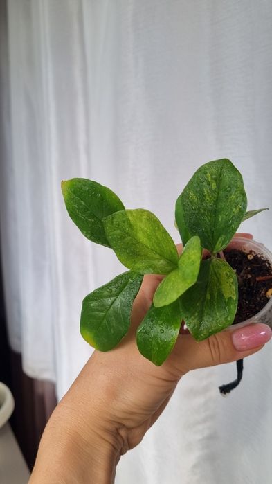 Продам Замиокулькас Лонг лив