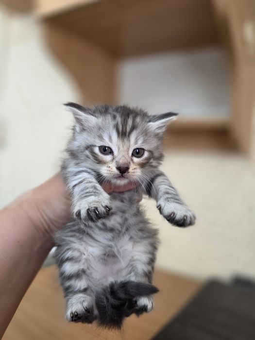 Отдам красивых котят