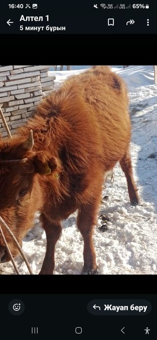 Құнажын қашар сатылады