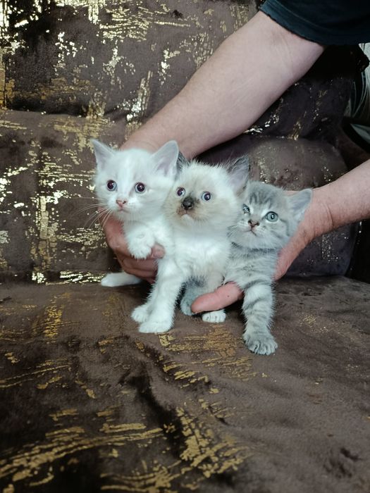 Отдам котят в добрые руки