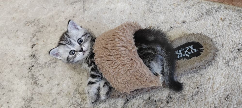 Котята шотландские