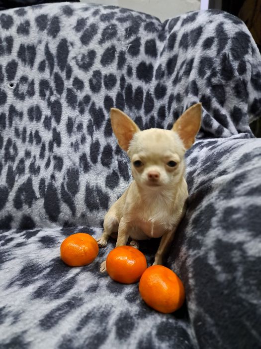 Вязка мини Чихуахуа